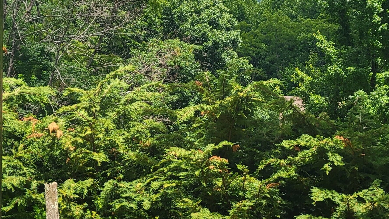 Photo of Others in Waynesville