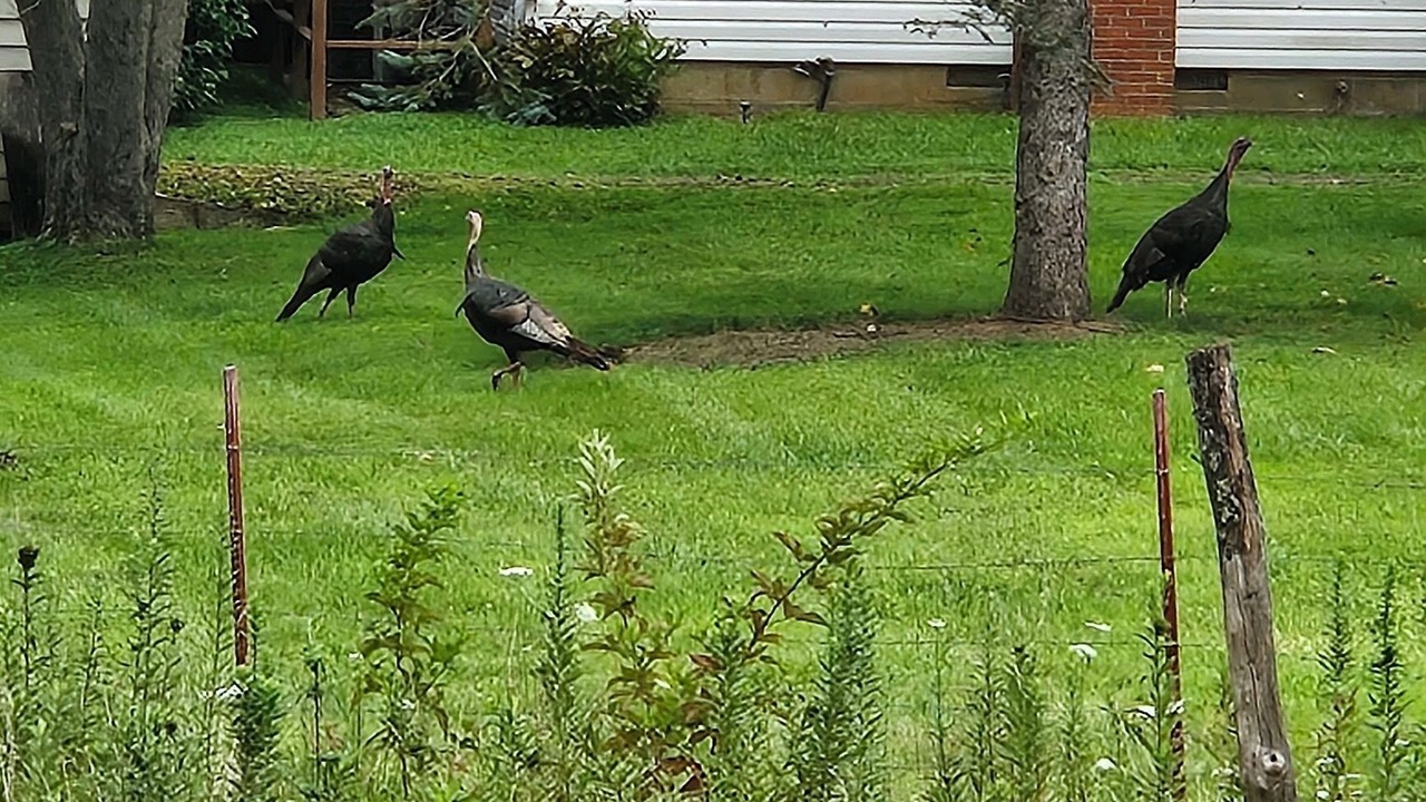 Photo of Outdoor in Barnardsville