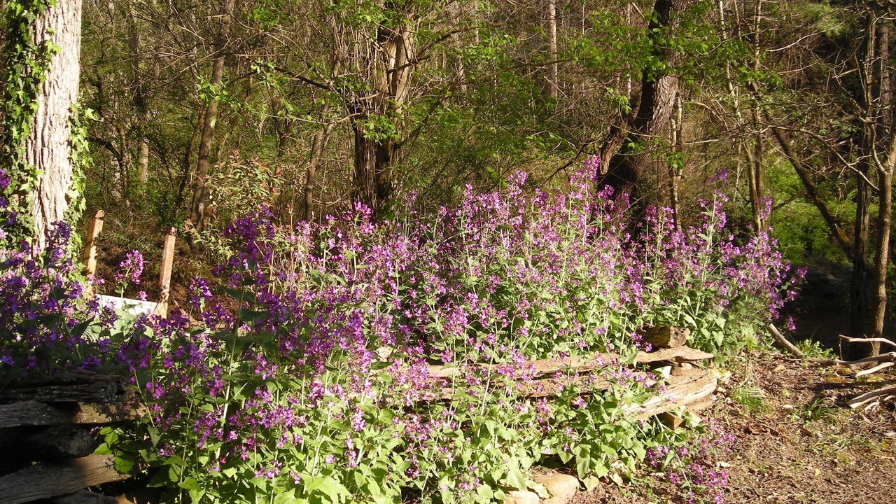 Photo of Outdoor in Weaverville