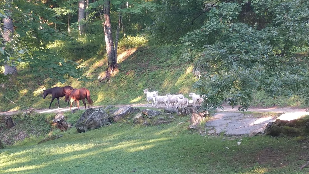 Photo of Others in Cullowhee