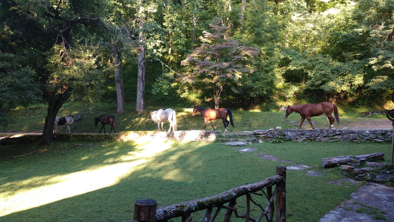 Photo of Others in Cullowhee
