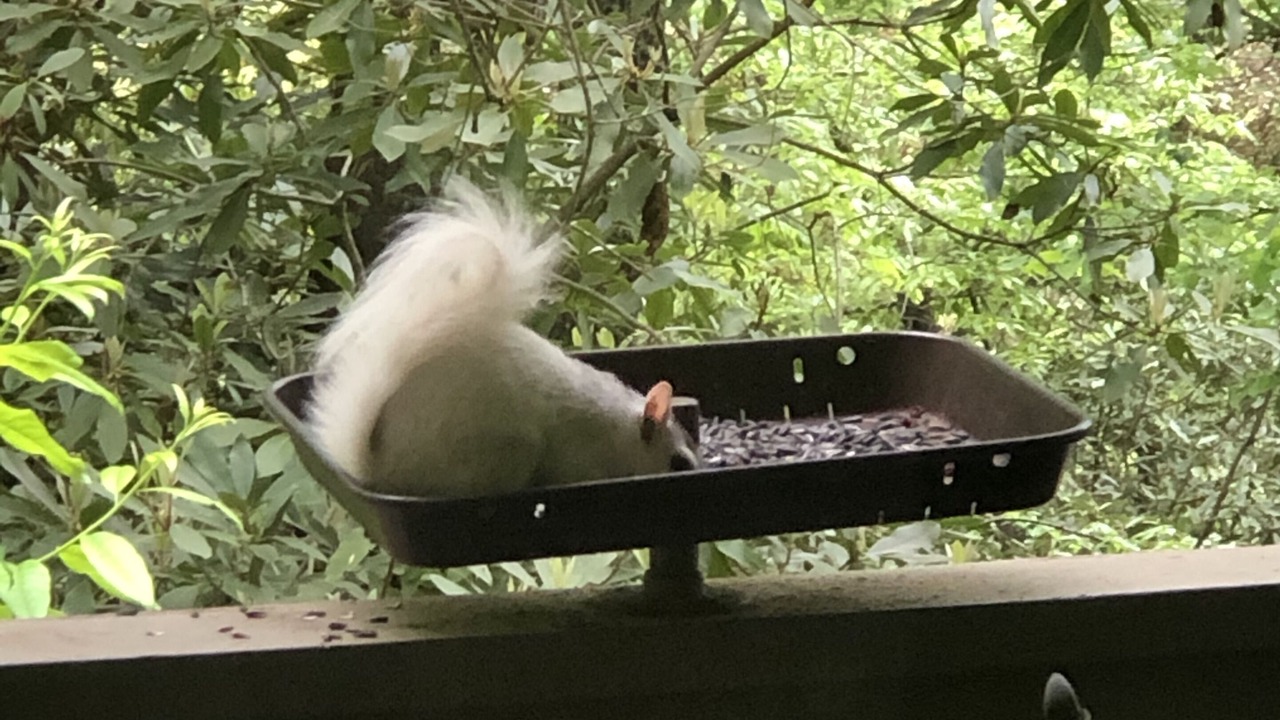 Photo of Others in Pisgah Forest
