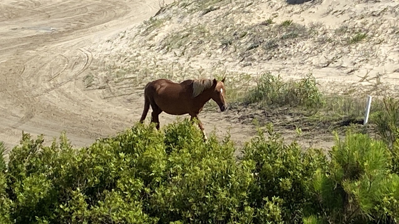 Photo of Outdoor in Carova Beach