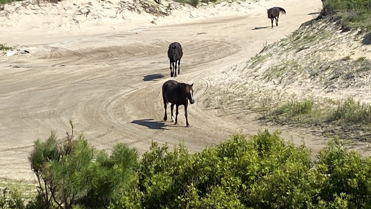 Photo of Others in Carova Beach