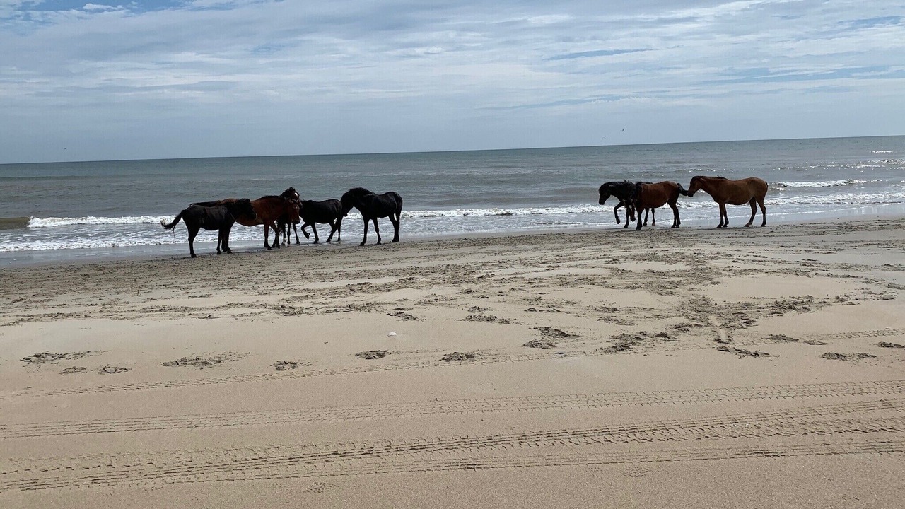 Photo of Others in Carova Beach