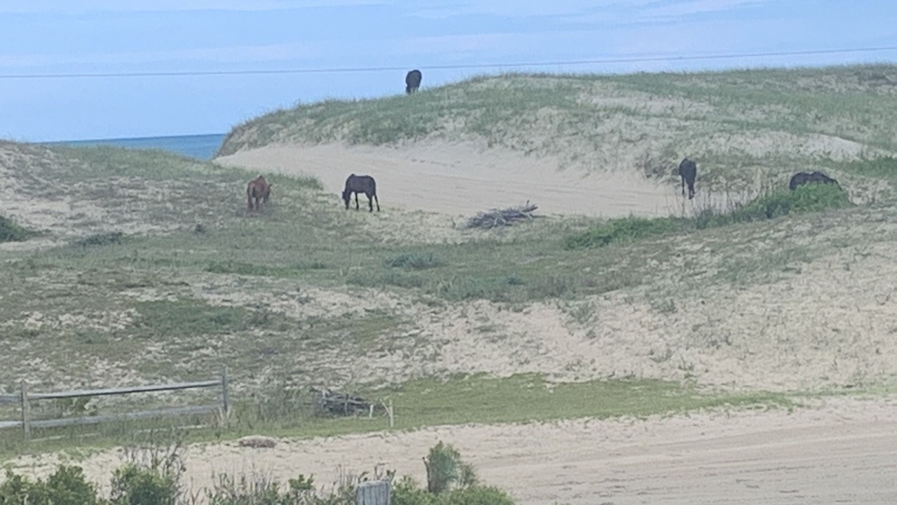 Photo of Outdoor in Carova Beach