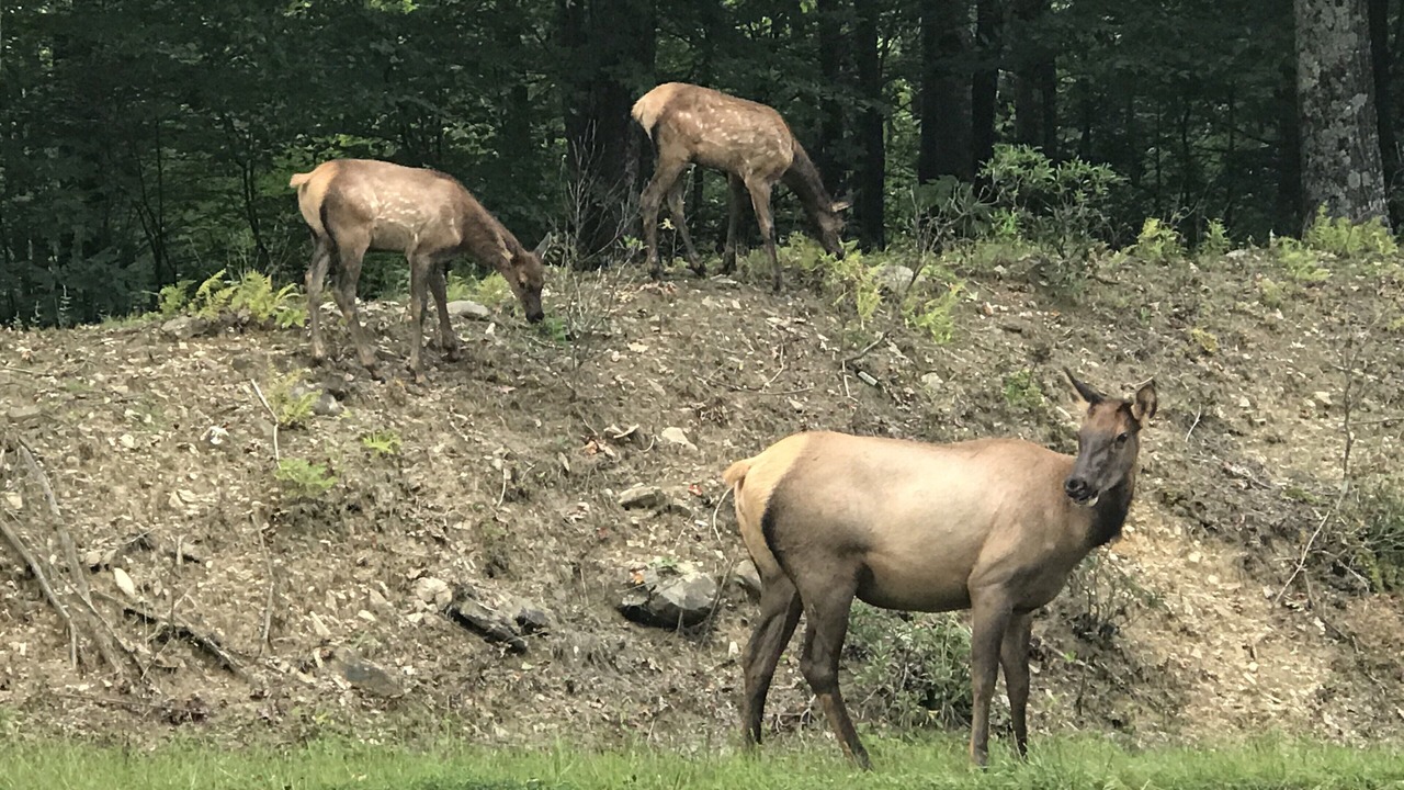 Photo of Others in Maggie Valley