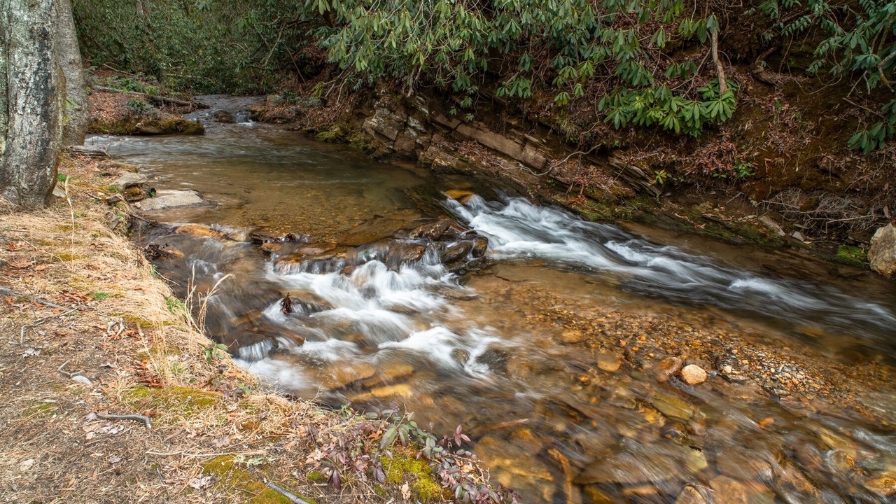 Photo of Others in Pisgah Forest