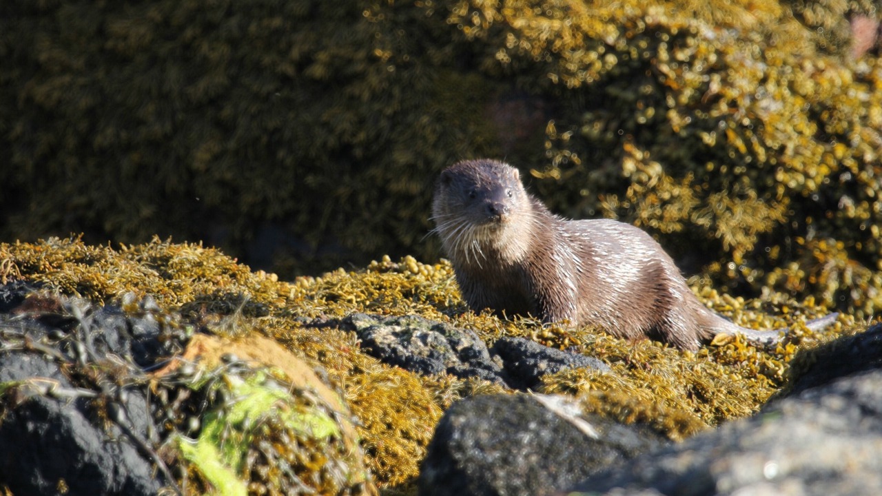 Photo of Others in Strontian