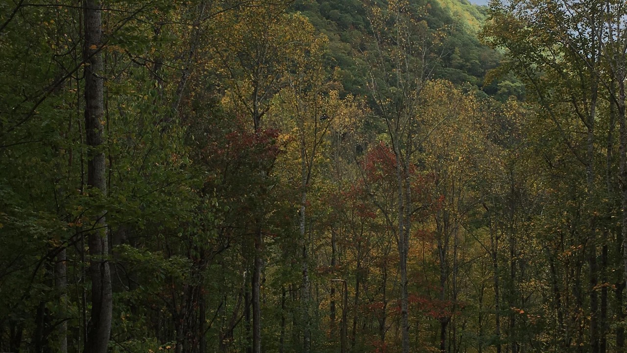 Photo of Others in Cataloochee Ranch