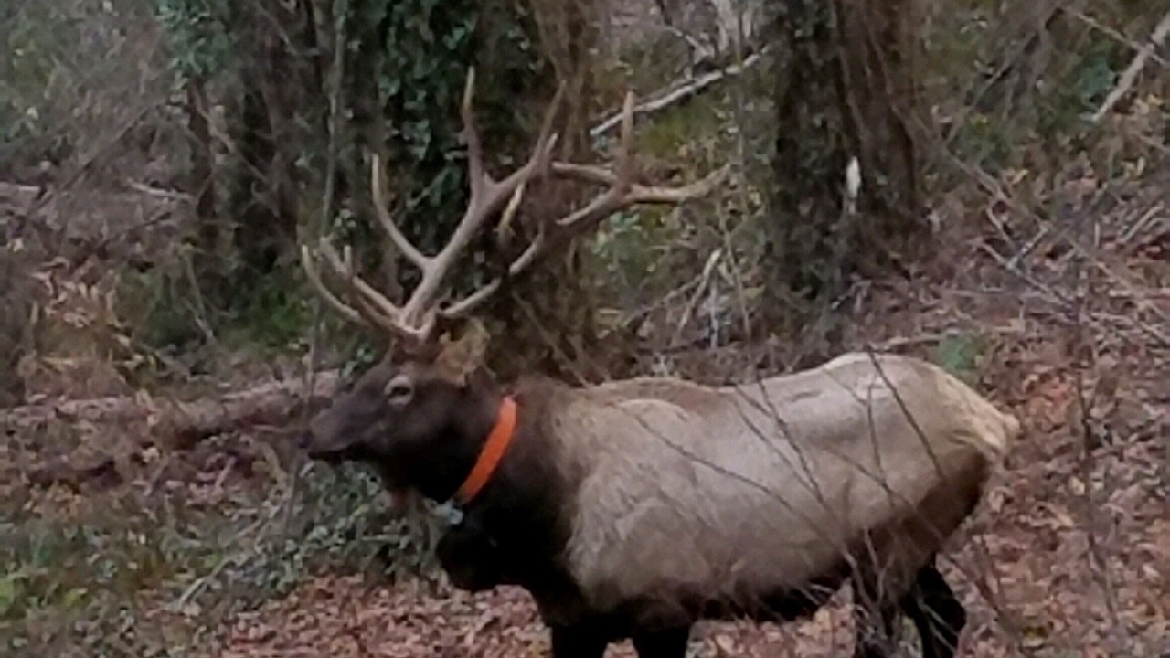 Photo of Others in Cataloochee Ranch