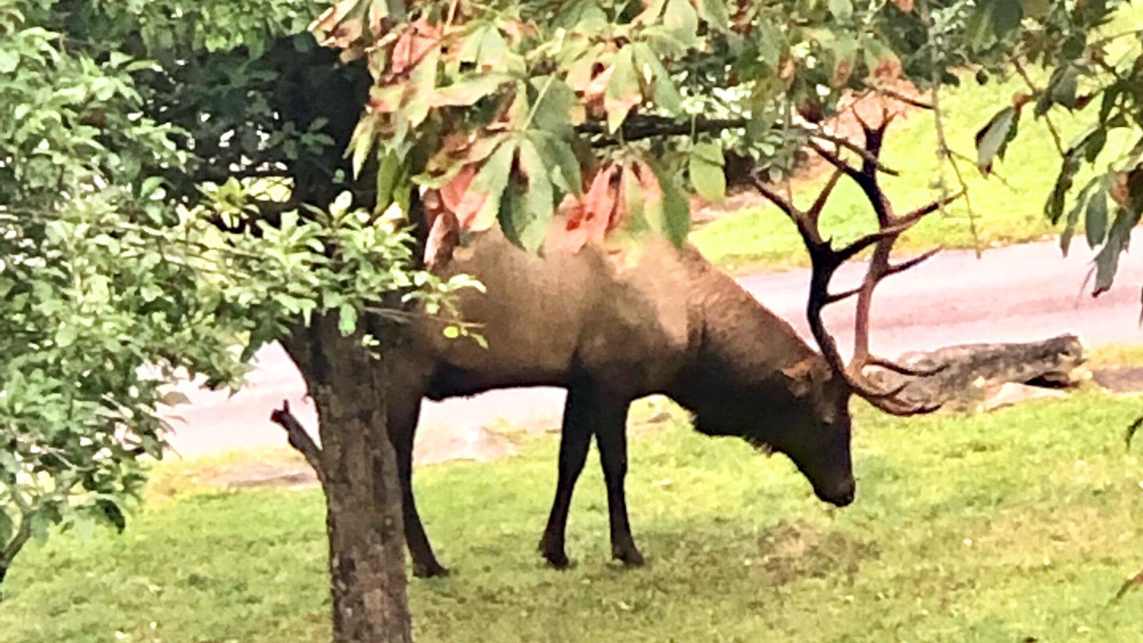 Photo of Others in Maggie Valley