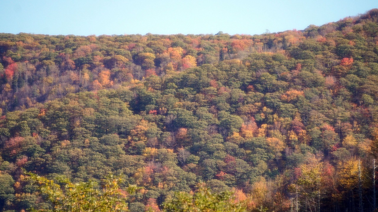 Photo of Others in Maggie Valley