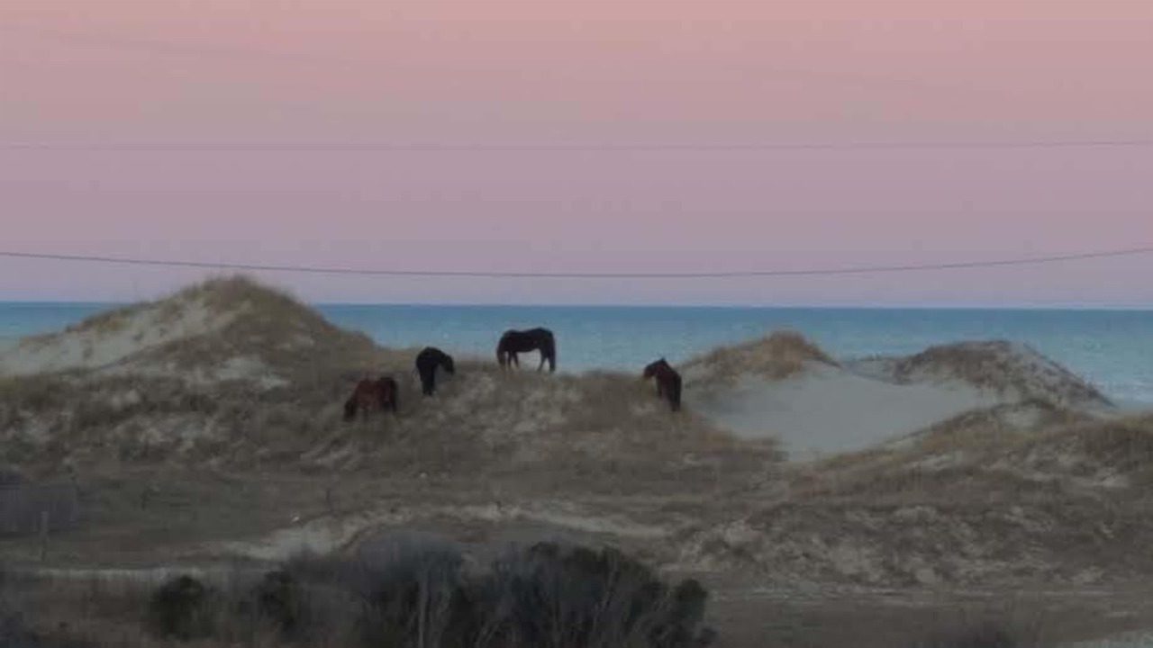 Photo of Others in Carova Beach