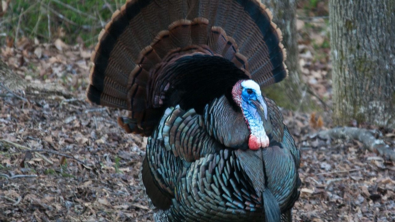 Photo of Others in Asheville