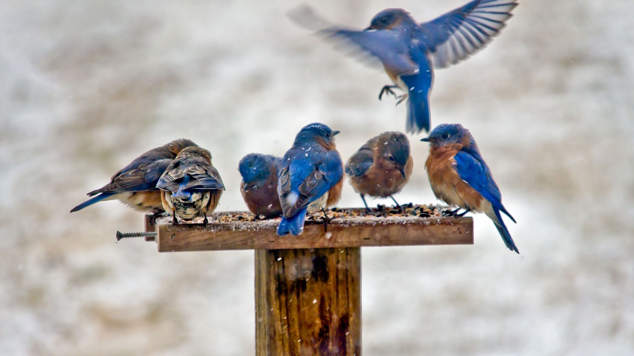 Photo of Others in Asheville