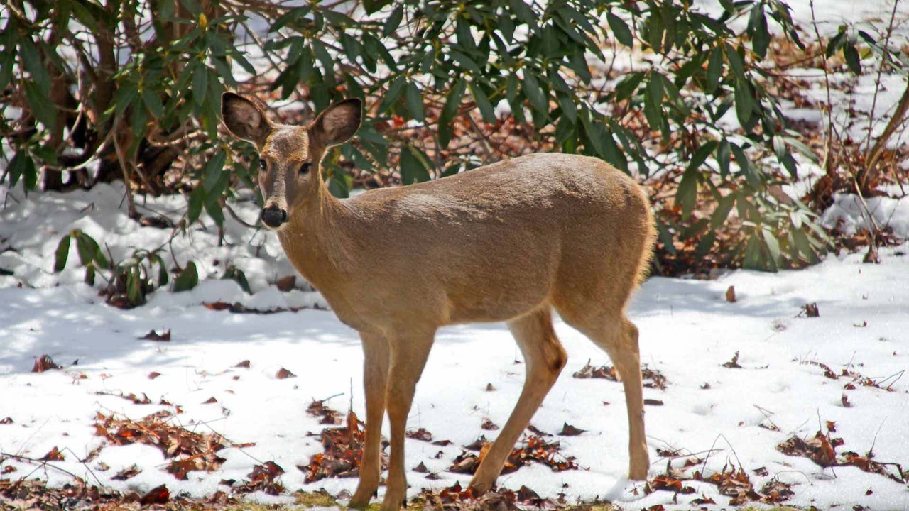 Photo of Others in Asheville
