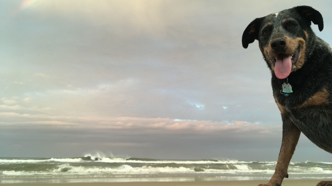 Photo of Others in South Nags Head