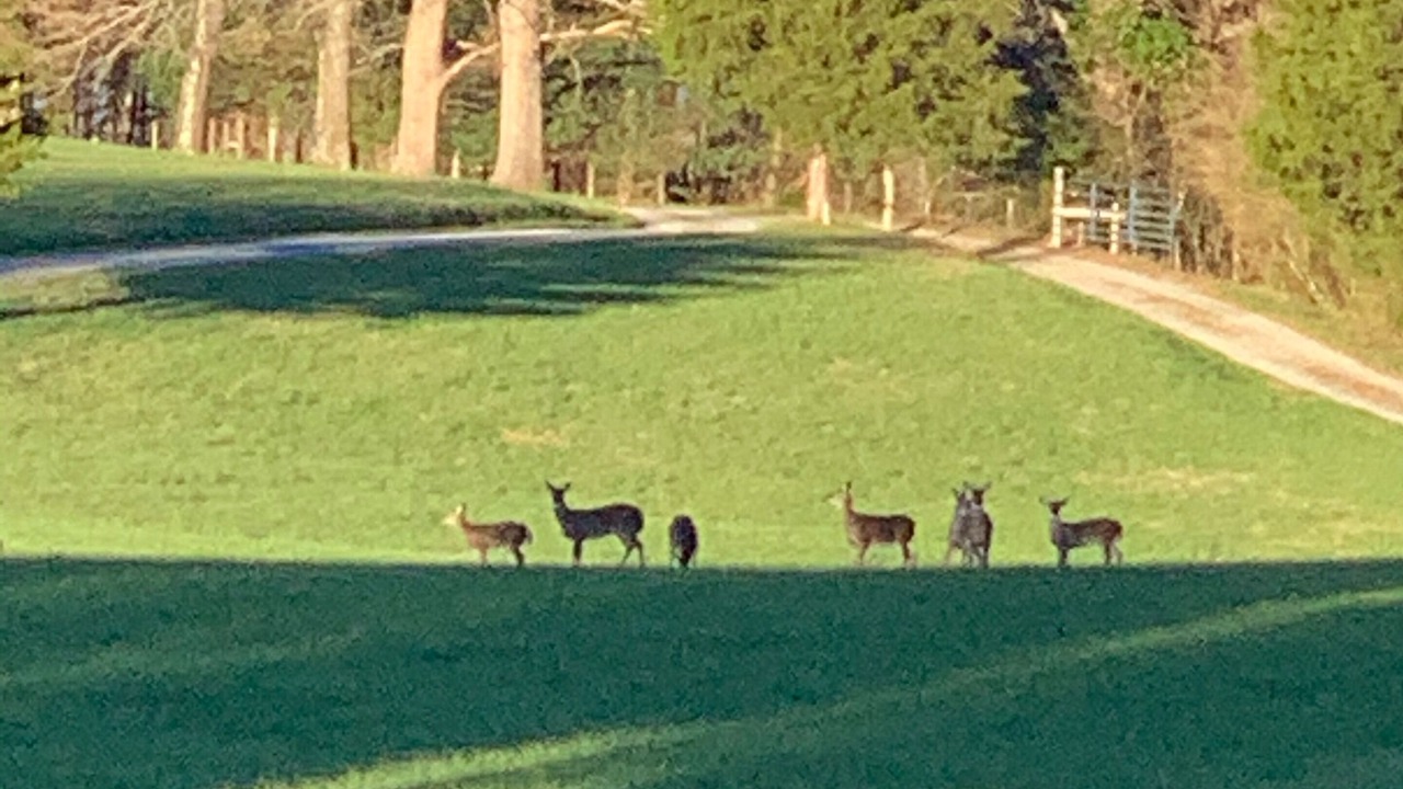 Photo of Others in Nebo