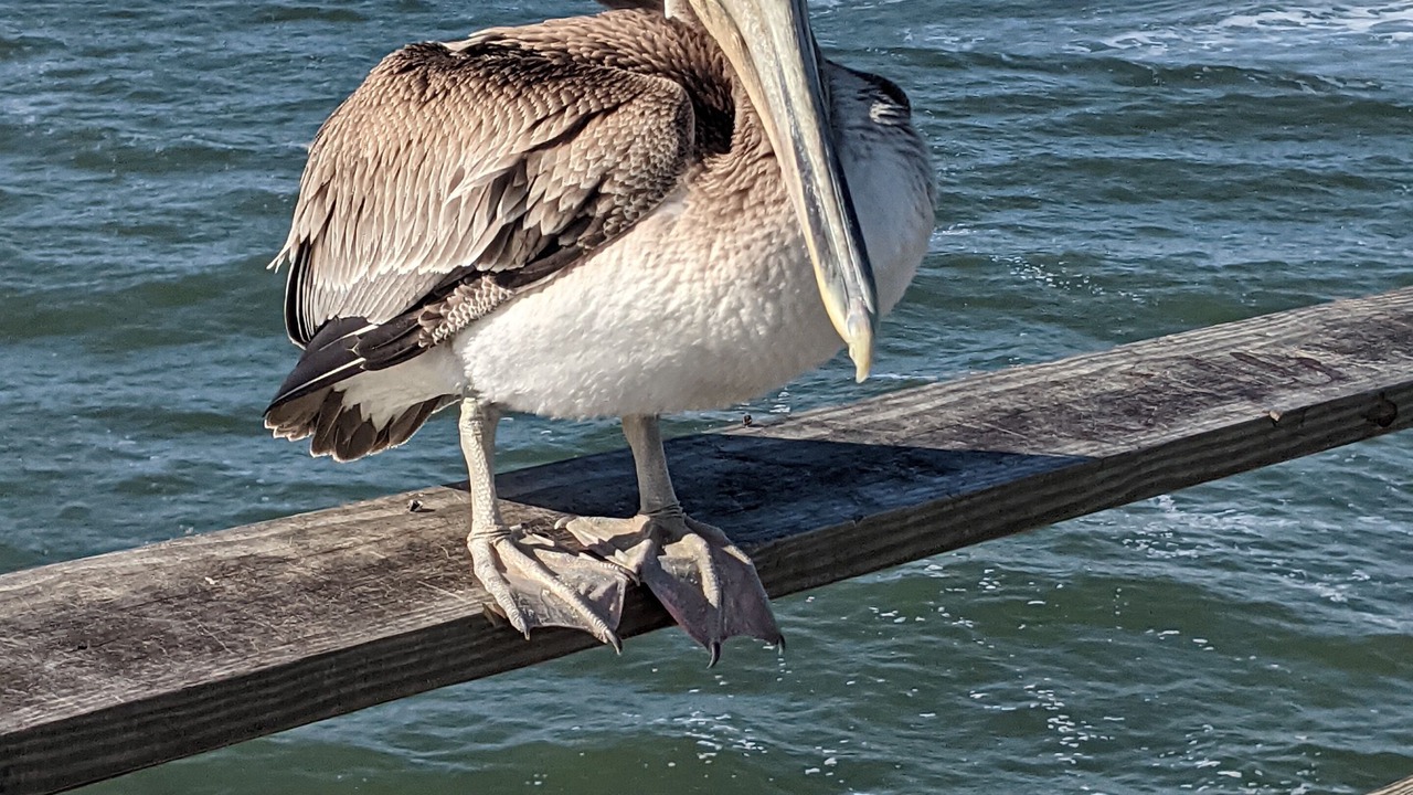Photo of Others in North Carolina Coast