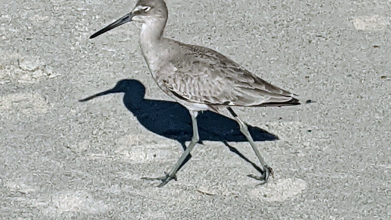 Photo of Others in North Carolina Coast