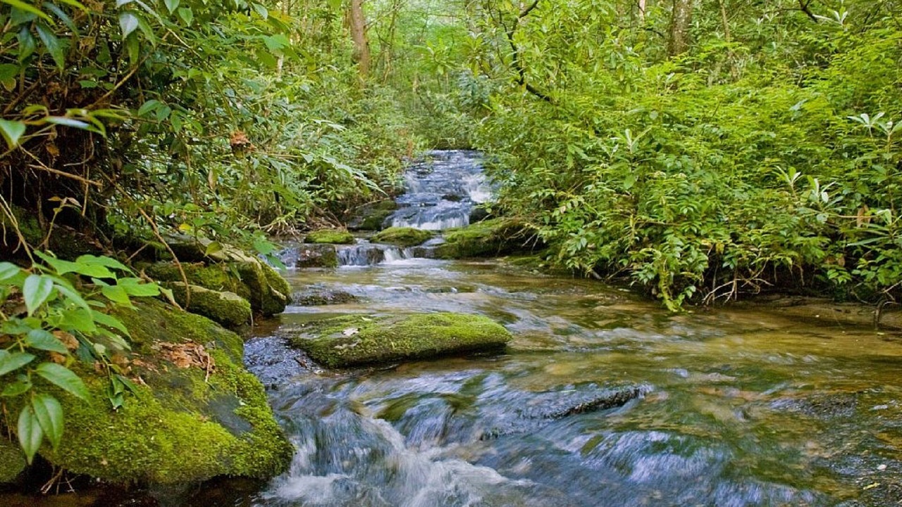 Photo of Others in Brevard