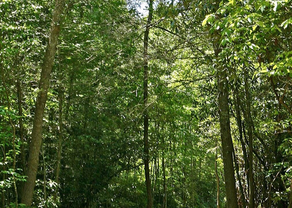 Photo of Outdoor in Topton