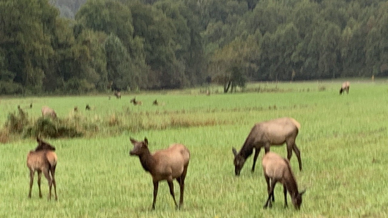Photo of Others in Cherokee