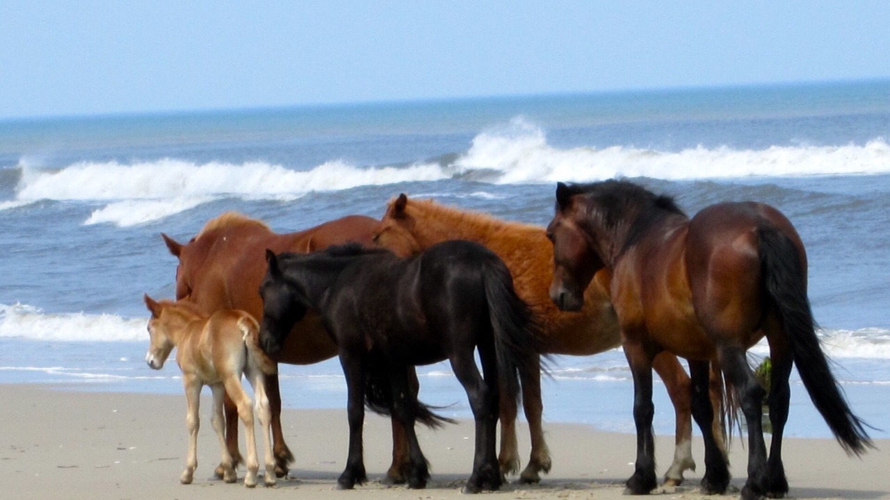 Photo of Others in Corolla Village