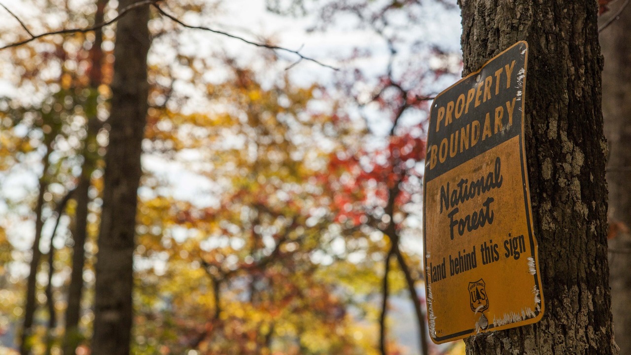 Photo of Others in Pisgah Forest