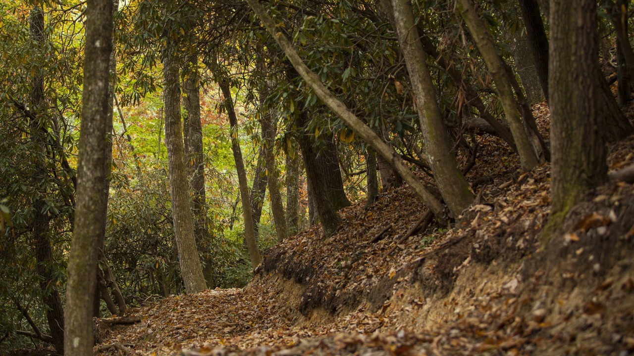 Photo of Outdoor in Pisgah Forest