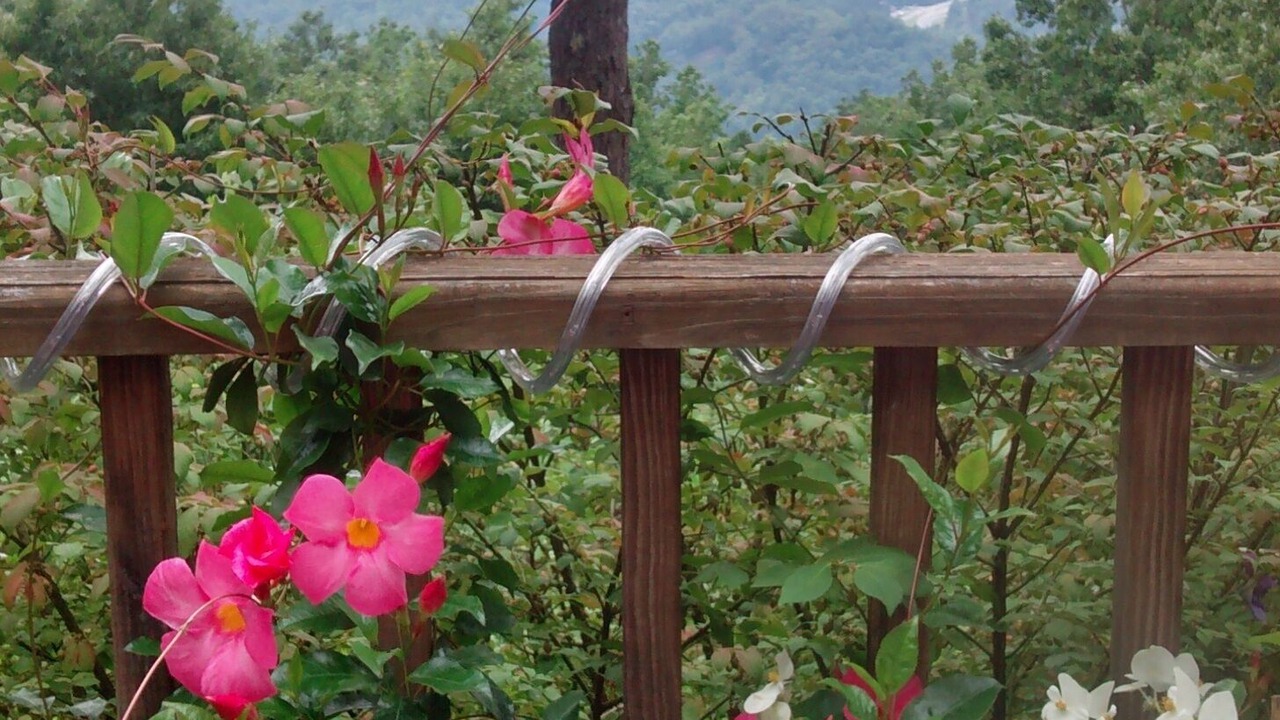 Photo of Others in Bryson City