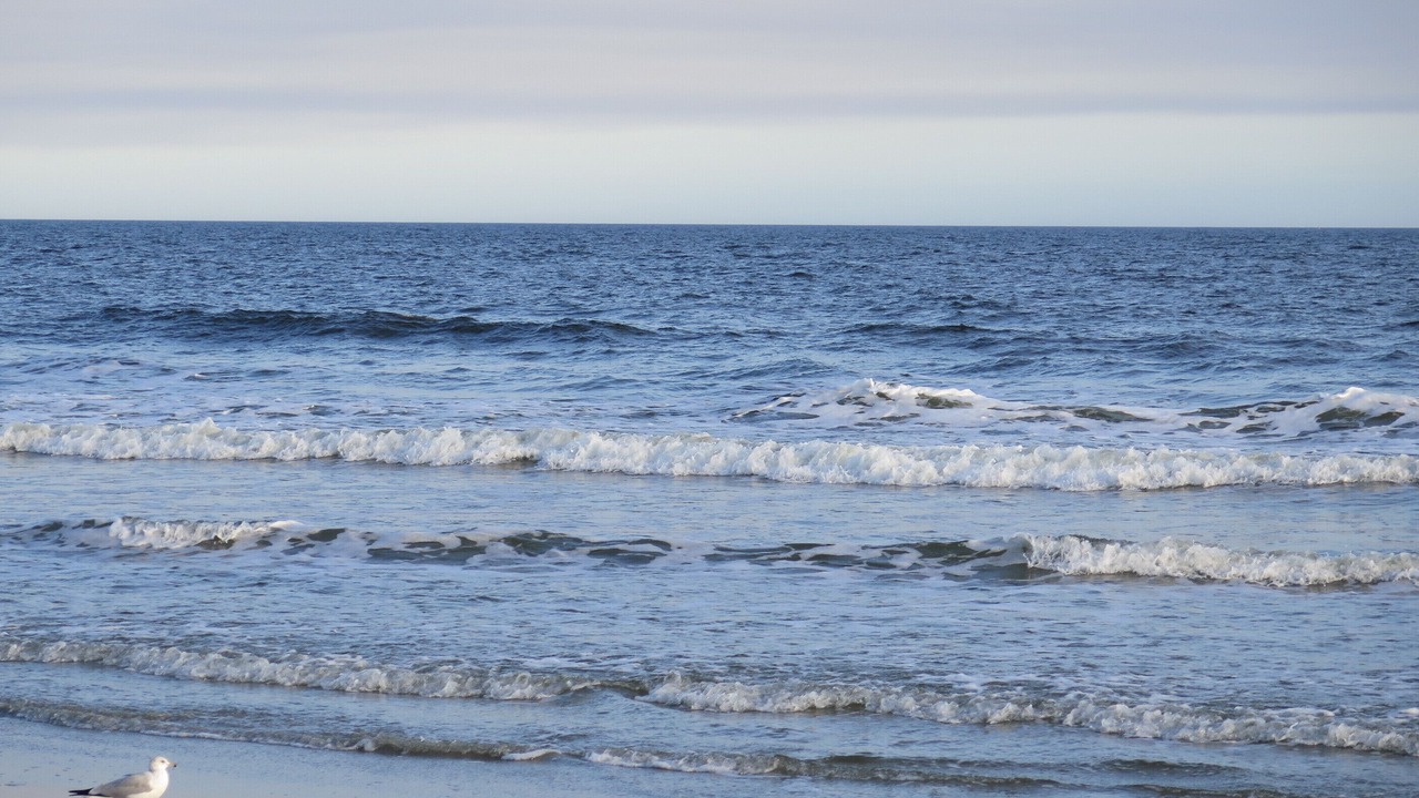 Photo of Others in Sea Trail