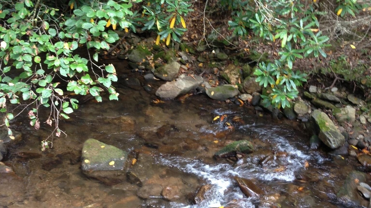 Photo of Others in Candler