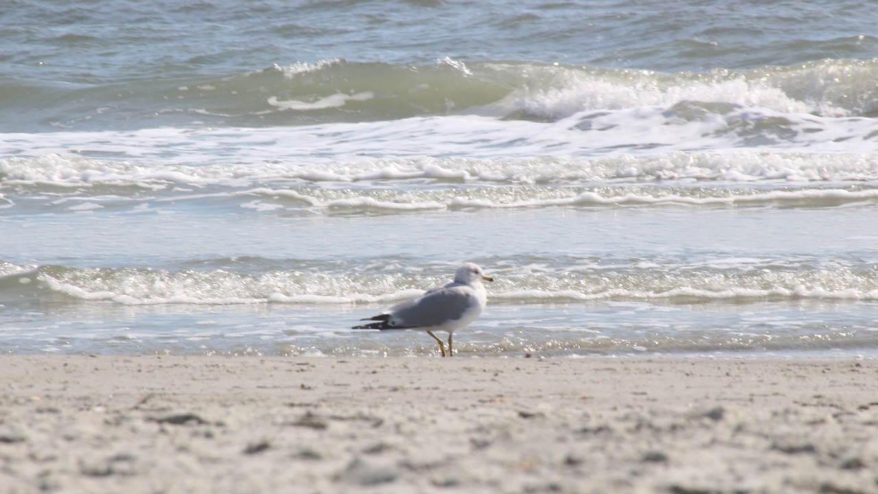 Photo of Others in Sea Trail
