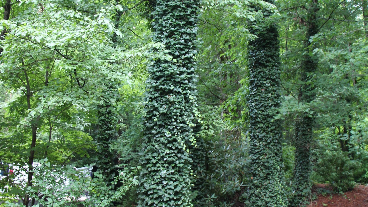 Photo of Outdoor in Lake Toxaway