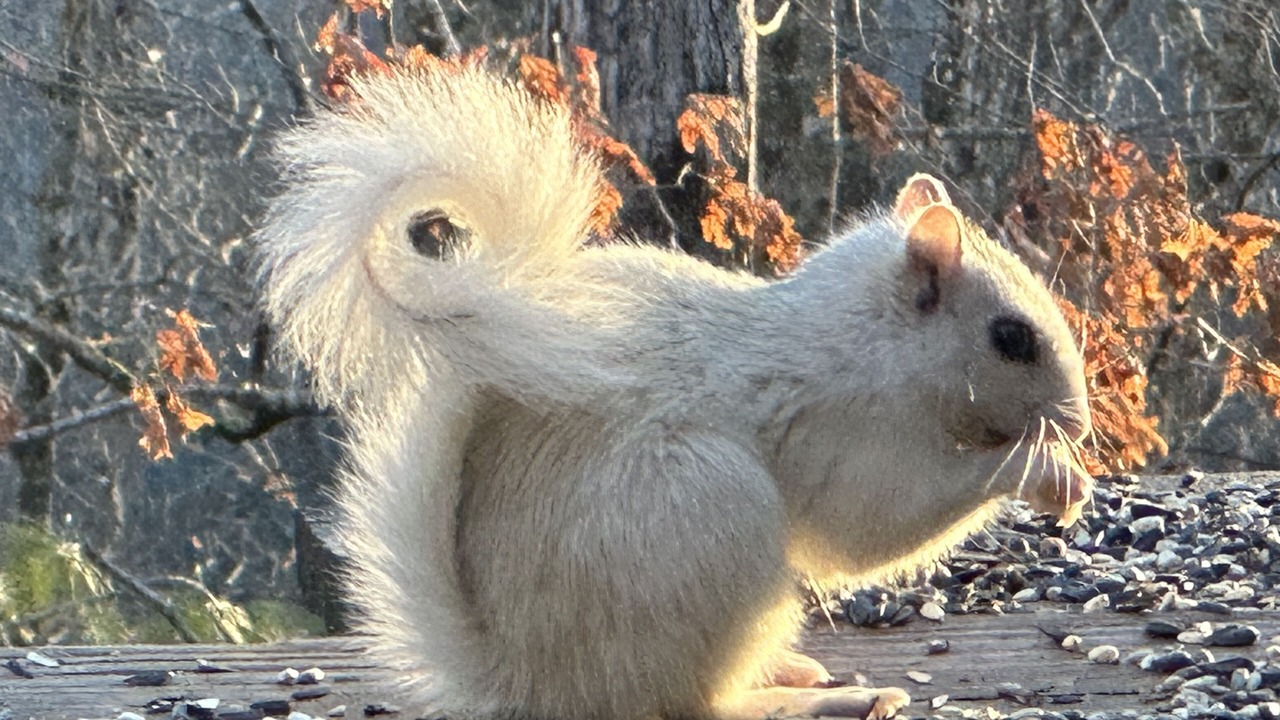 Photo of Others in Brevard