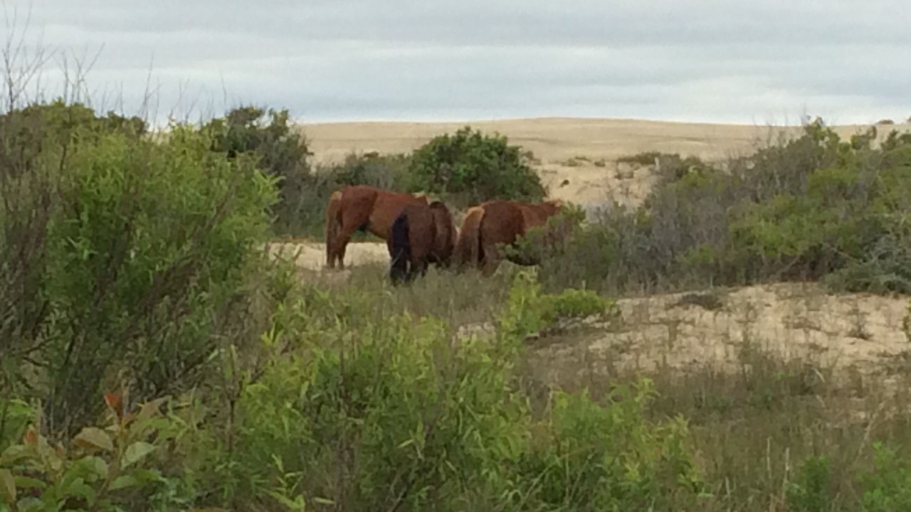 Photo of Others in Carolina Dunes