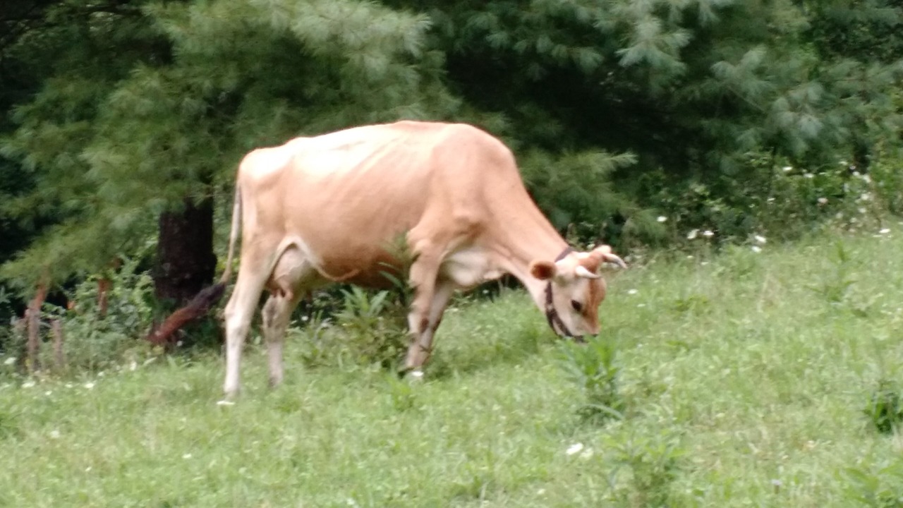 Photo of Outdoor in Mars Hill