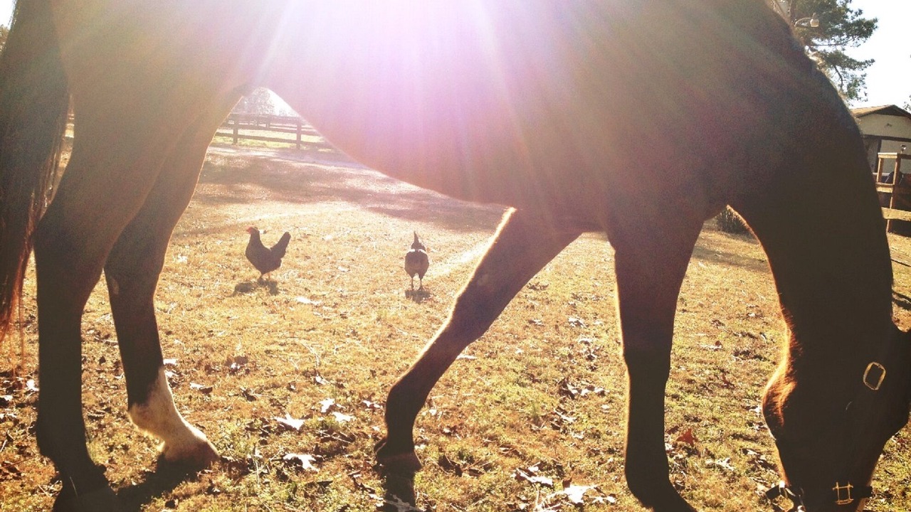 Photo of Outdoor in Southern Pines