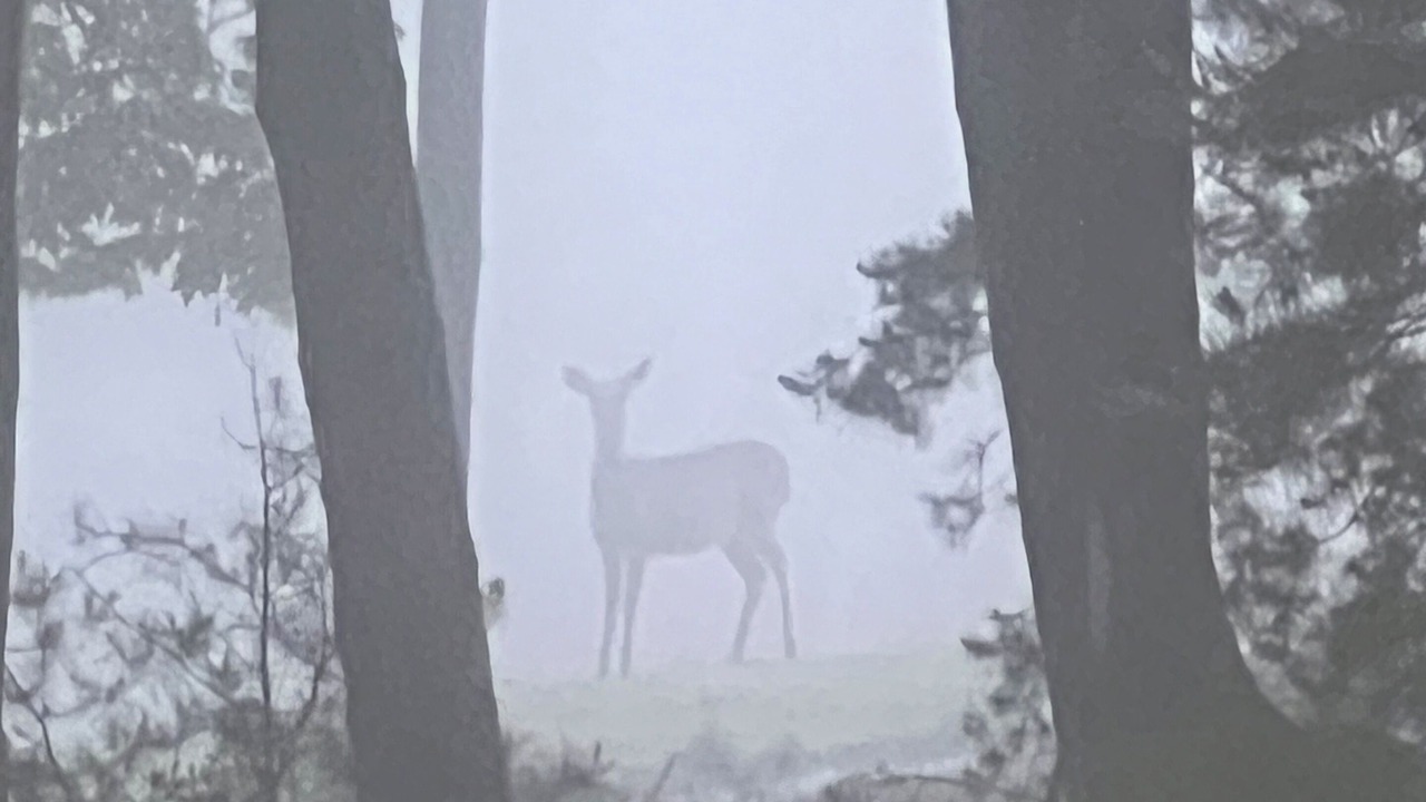 Photo of Others in Traphill