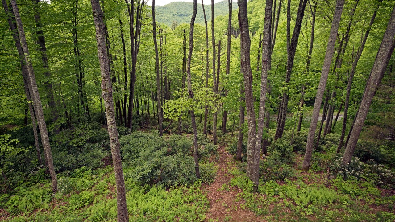 Photo of Others in Boone