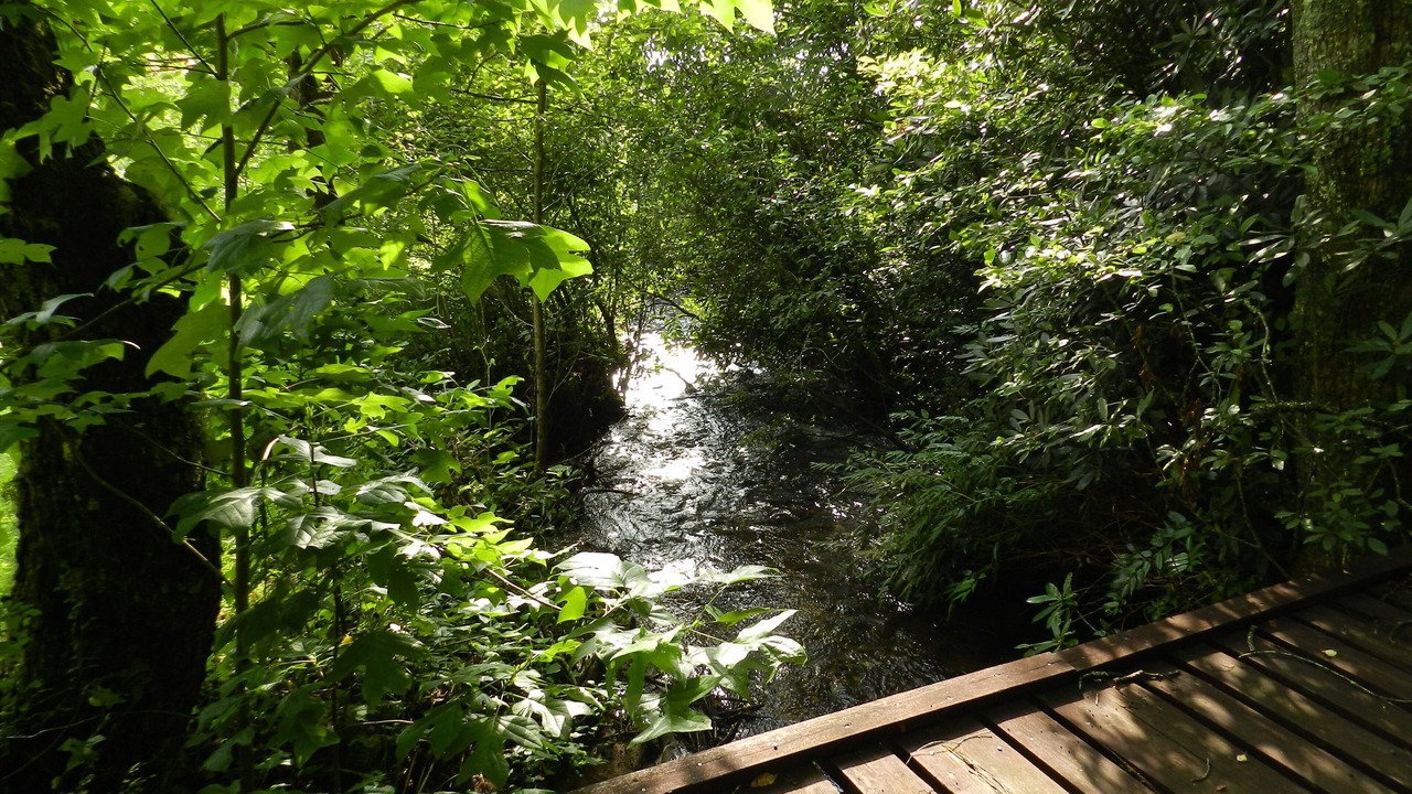 Photo of Others in Balsam Grove