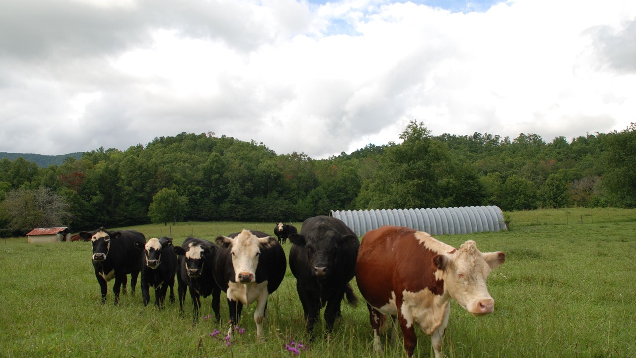 Photo of Others in Balsam Grove