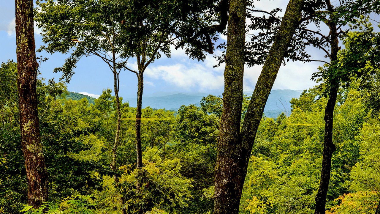 Photo of Others in Pisgah Forest