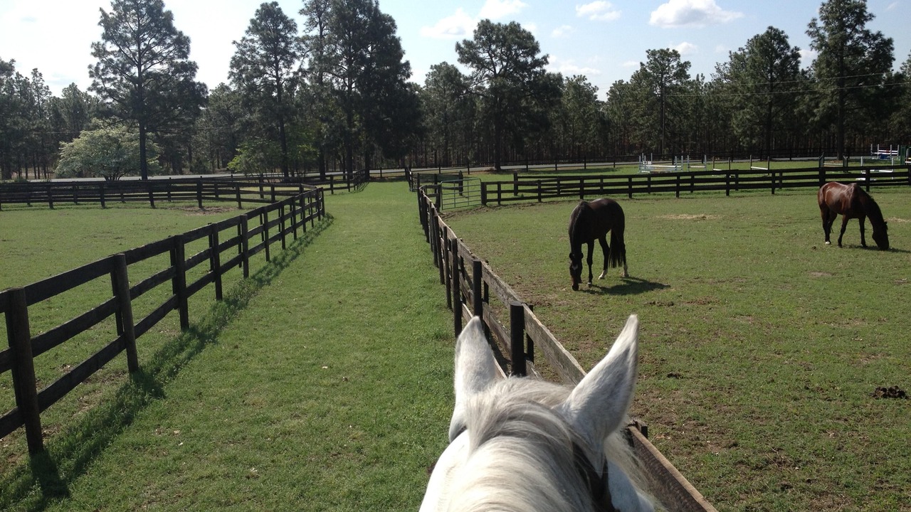 Photo of Others in Southern Pines