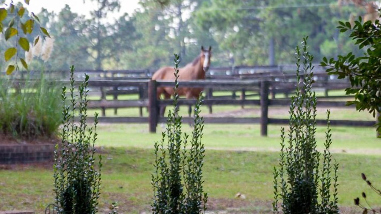 Photo of Others in Southern Pines