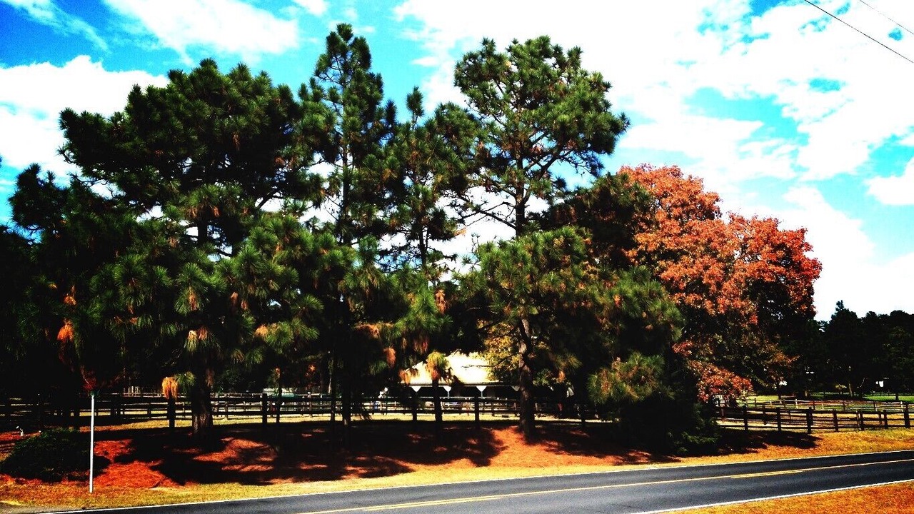 Photo of Others in Southern Pines