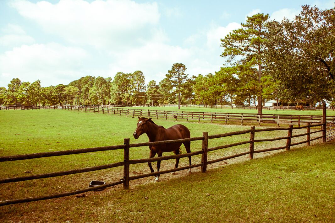 Photo of Others in Southern Pines