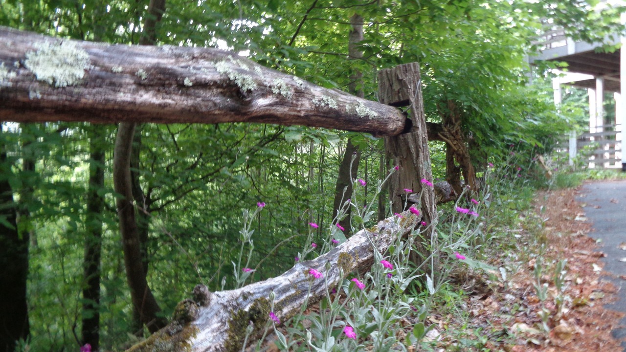 Photo of Outdoor in Weaverville